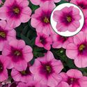 Afbeelding van Calibrachoa P12 Glamour